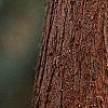 Taxodium distichum, bark