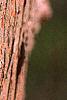 Taxodium distichum, bark