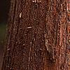Taxodium distichum, bark