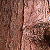 Taxodium distichum, bark