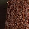 Taxodium distichum, bark