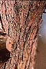 Taxodium distichum, bark