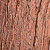 Taxodium distichum, bark