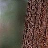 Taxodium distichum, bark