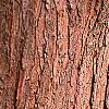 Taxodium distichum, bark