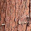 Taxodium distichum, bark
