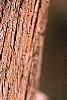 Taxodium distichum, bark