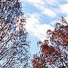 Taxodium distichum 'Monarch of Illinois', habit