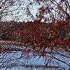 Taxodium distichum 'Monarch of Illinois', habit