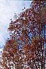 Taxodium distichum 'Monarch of Illinois', habit