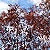 Taxodium distichum 'Monarch of Illinois', habit