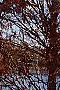 Taxodium distichum 'Monarch of Illinois', habit