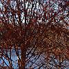 Taxodium distichum 'Monarch of Illinois', habit