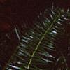 Cunninghamia lanceolata, leaves