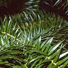 Cunninghamia lanceolata, leaves