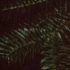 Cunninghamia lanceolata, leaves