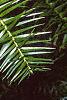Cunninghamia lanceolata, leaves