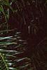 Cunninghamia lanceolata, leaves