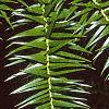Cunninghamia lanceolata, leaves