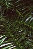 Cunninghamia lanceolata, leaves