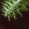 Cunninghamia lanceolata, leaves