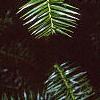 Cunninghamia lanceolata, leaves