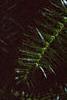 Cunninghamia lanceolata, leaves