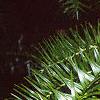 Cunninghamia lanceolata, leaves