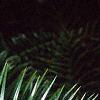 Cunninghamia lanceolata, leaves