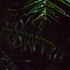 Cunninghamia lanceolata, leaves