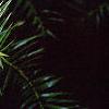 Cunninghamia lanceolata, leaves