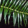 Cunninghamia lanceolata, leaves