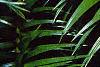 Cunninghamia lanceolata, leaves