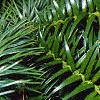 Cunninghamia lanceolata, leaves