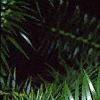 Cunninghamia lanceolata, leaves