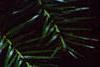 Cunninghamia lanceolata, leaves