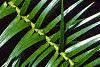 Cunninghamia lanceolata, leaves