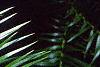 Cunninghamia lanceolata, leaves
