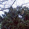 Taxus baccata, habit