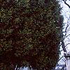 Taxus baccata, habit