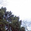 Taxus baccata, habit