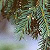 Taxus baccata, leaves
