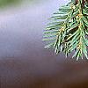 Taxus baccata, leaves