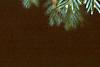Taxus baccata, leaves