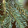 Taxus baccata, leaves