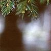Taxus baccata, leaves