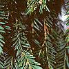 Taxus baccata, leaves
