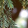 Taxus baccata, leaves