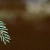 Taxus baccata, leaves