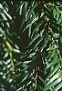Taxus baccata, leaves